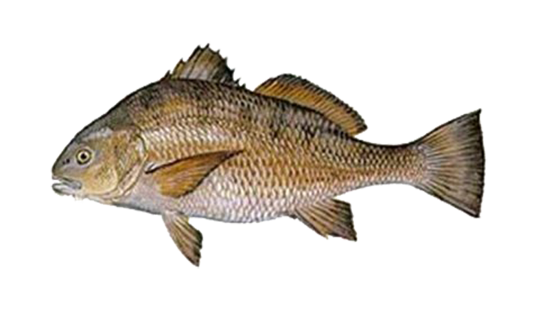 Jacksonville Fishing Charters