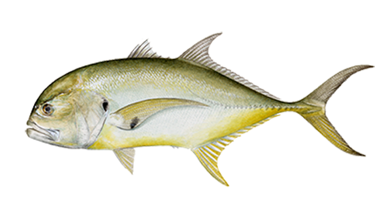 Jacksonville Fishing Charters