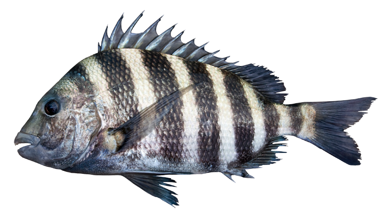 Jacksonville Fishing Charters