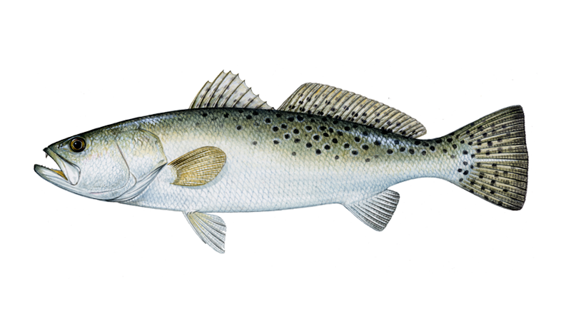 Jacksonville Fishing Charters